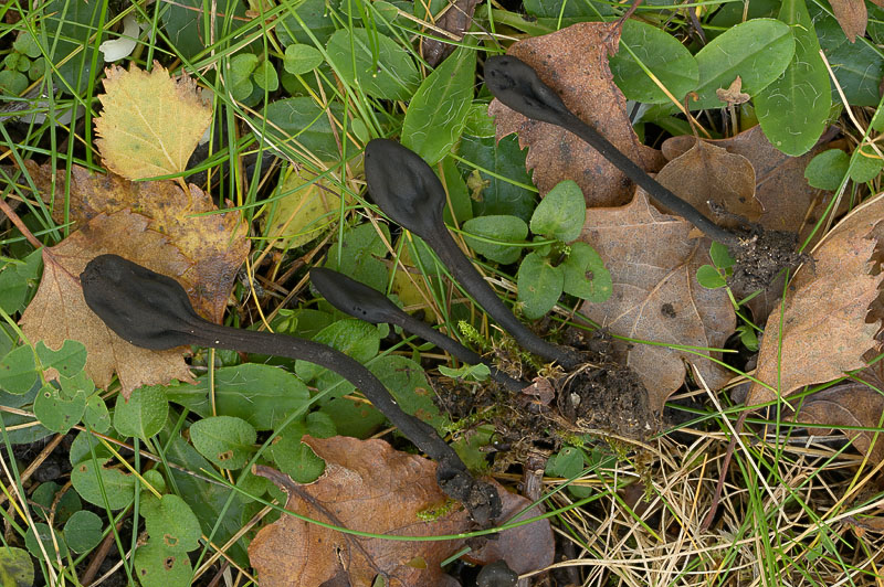 Trichoglossum hirsutum